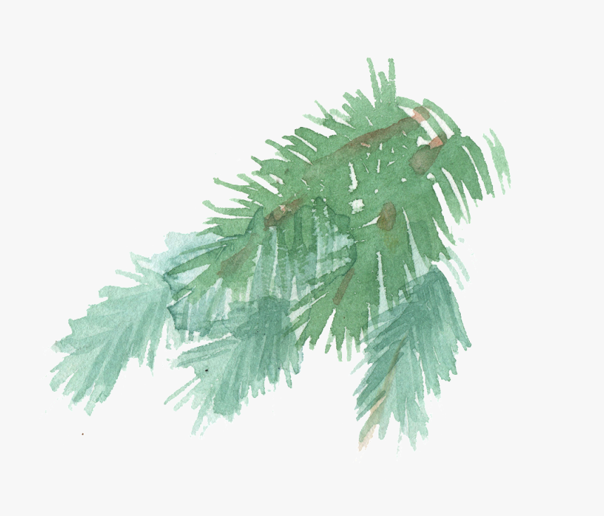 Transparent Pine Tree Branch Png - Watercolor Pine Branch Transparent, Png Download, Free Download