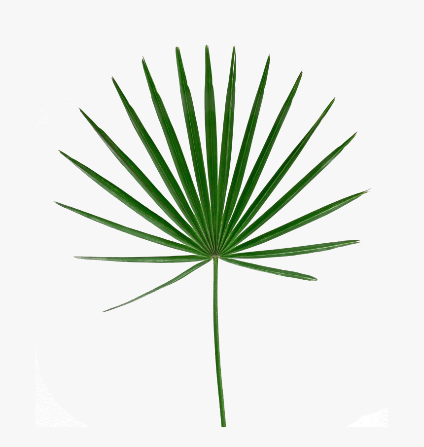 Leaves Tropical Png Transparent, Png Download, Free Download