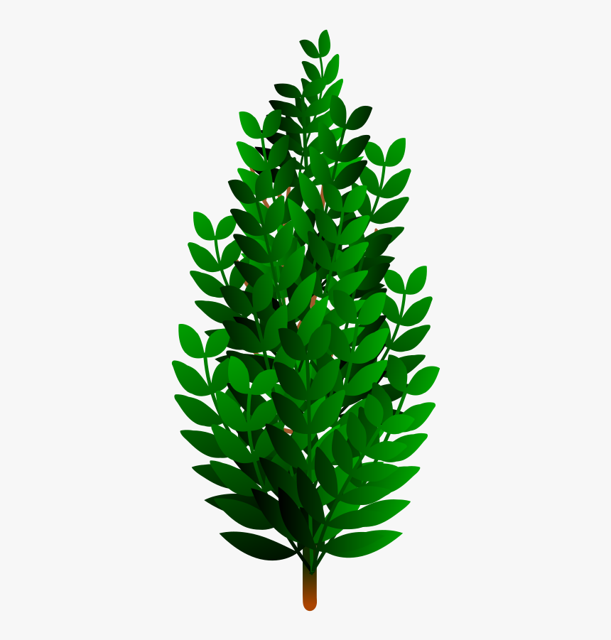 Fir,pine Family,plant - Arbustos Vector Png, Transparent Png, Free Download