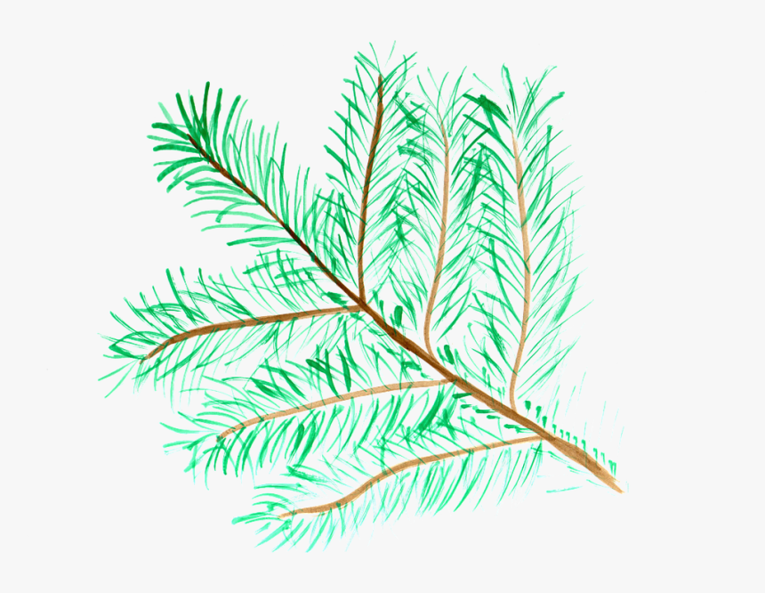 Pine, Branch, Watercolor, Isolated, Handpainted, Comic - Pond Pine, HD Png Download, Free Download