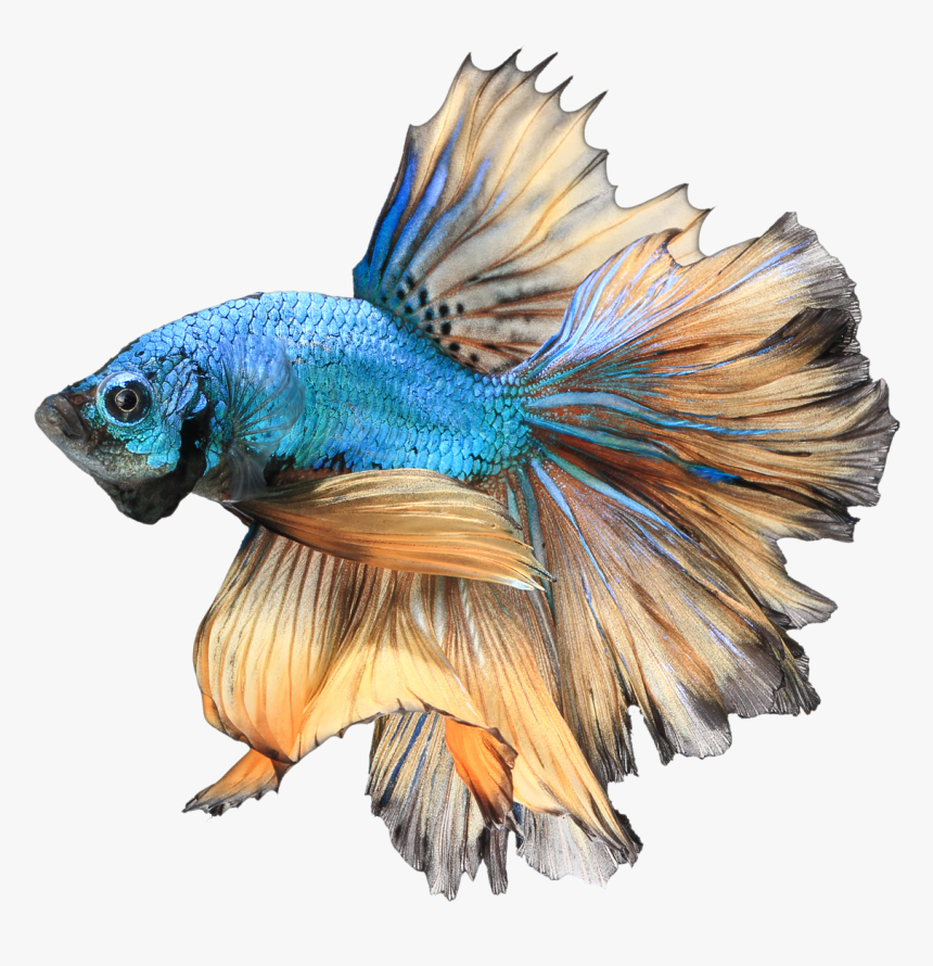 Realistic Betta Fish Drawing, HD Png Download kindpng