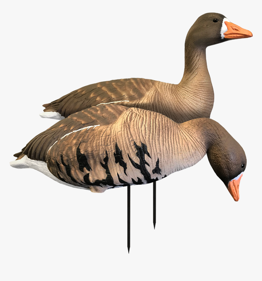 Specklebelly Goose Decoys, HD Png Download, Free Download