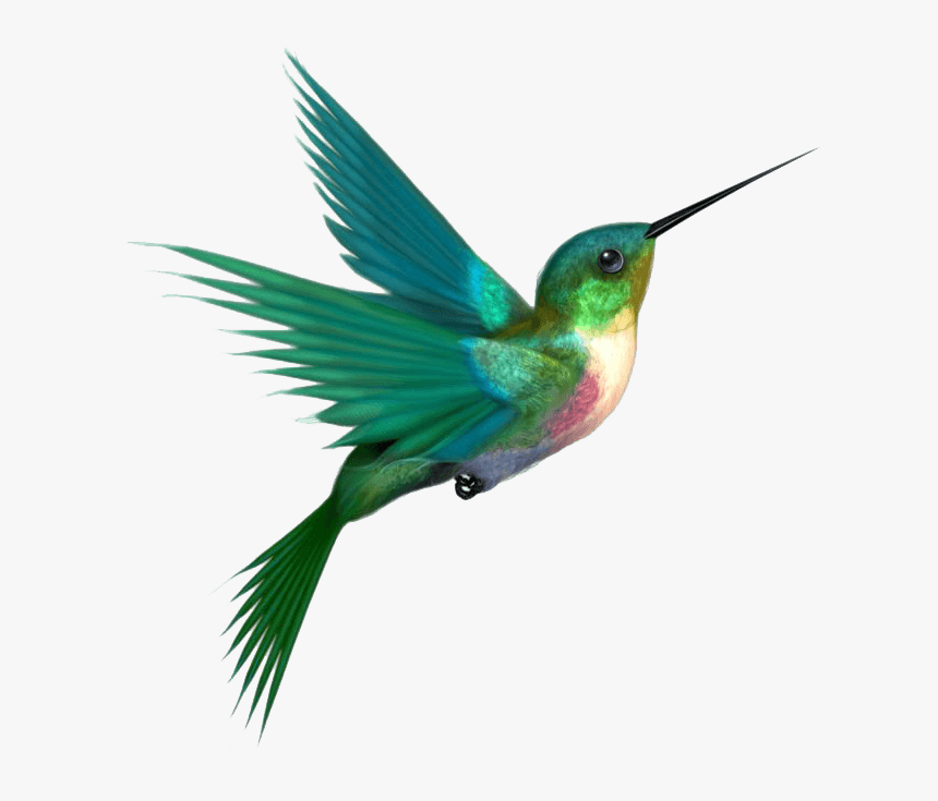 Colibrí Volando - Hummingbird Png, Transparent Png, Free Download