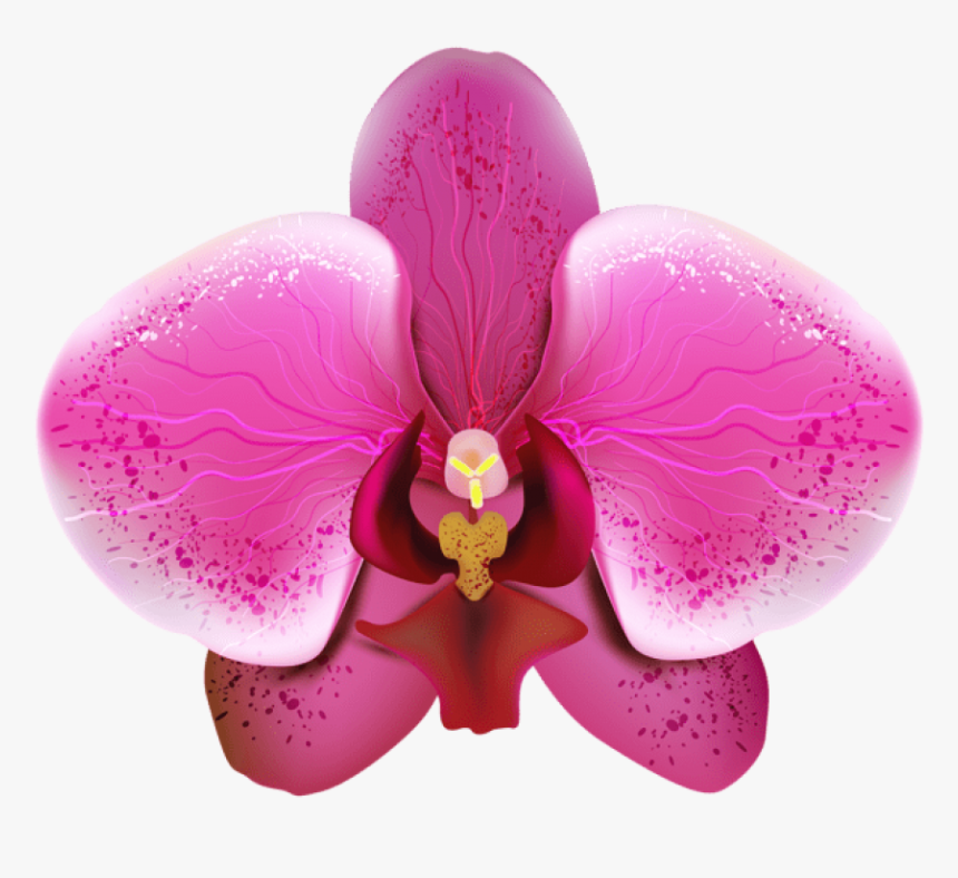 Orquidea Png, Transparent Png, Free Download