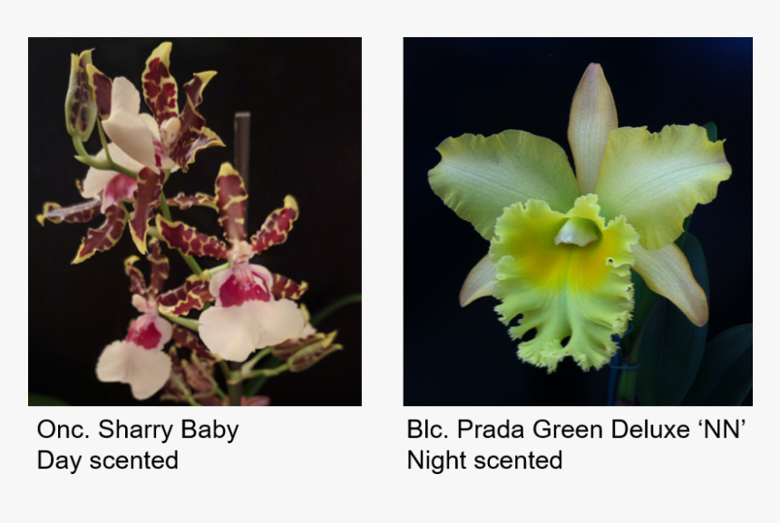 Picture - Orchids Of The Philippines, HD Png Download, Free Download