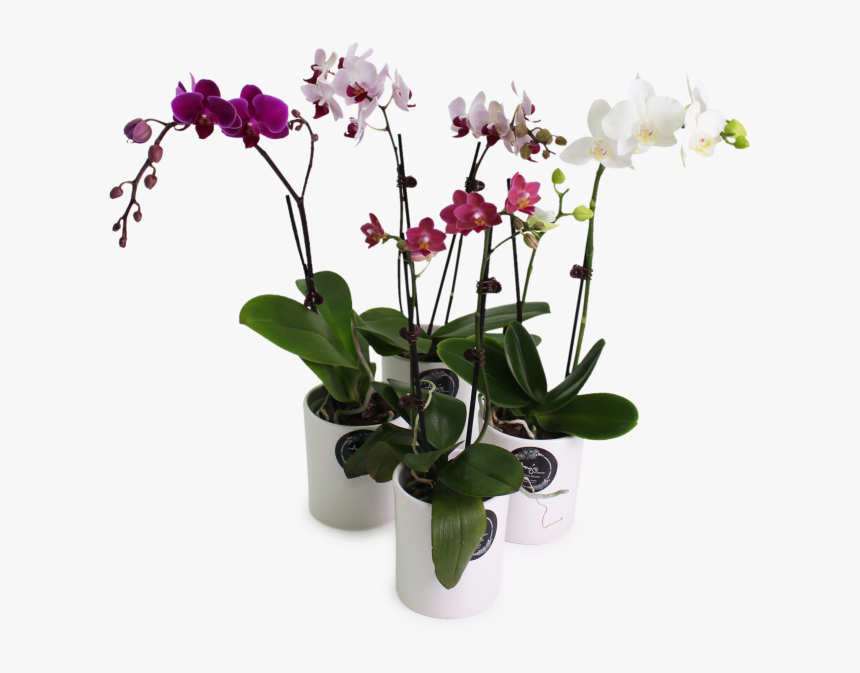 Phalaenopsis Equestris, HD Png Download, Free Download