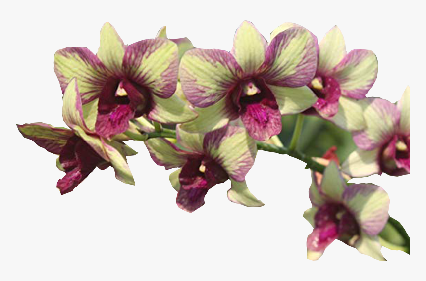 Darjeeling Gardens Pvt - Dendrobium Burana Green, HD Png Download, Free Download