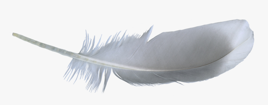 Pluma - Sketch, HD Png Download, Free Download