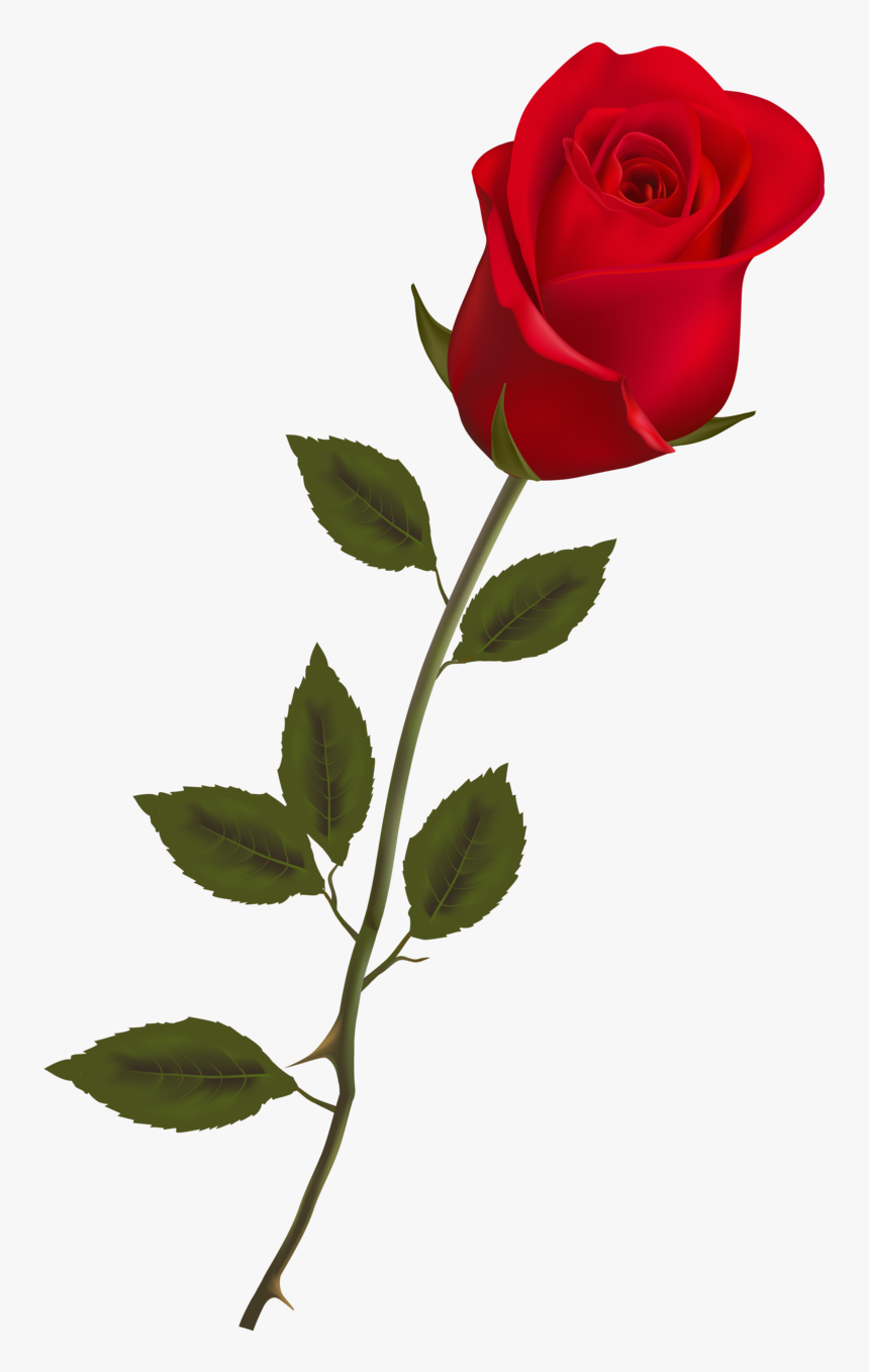 Single Long Stem Red Rose, HD Png Download, Free Download