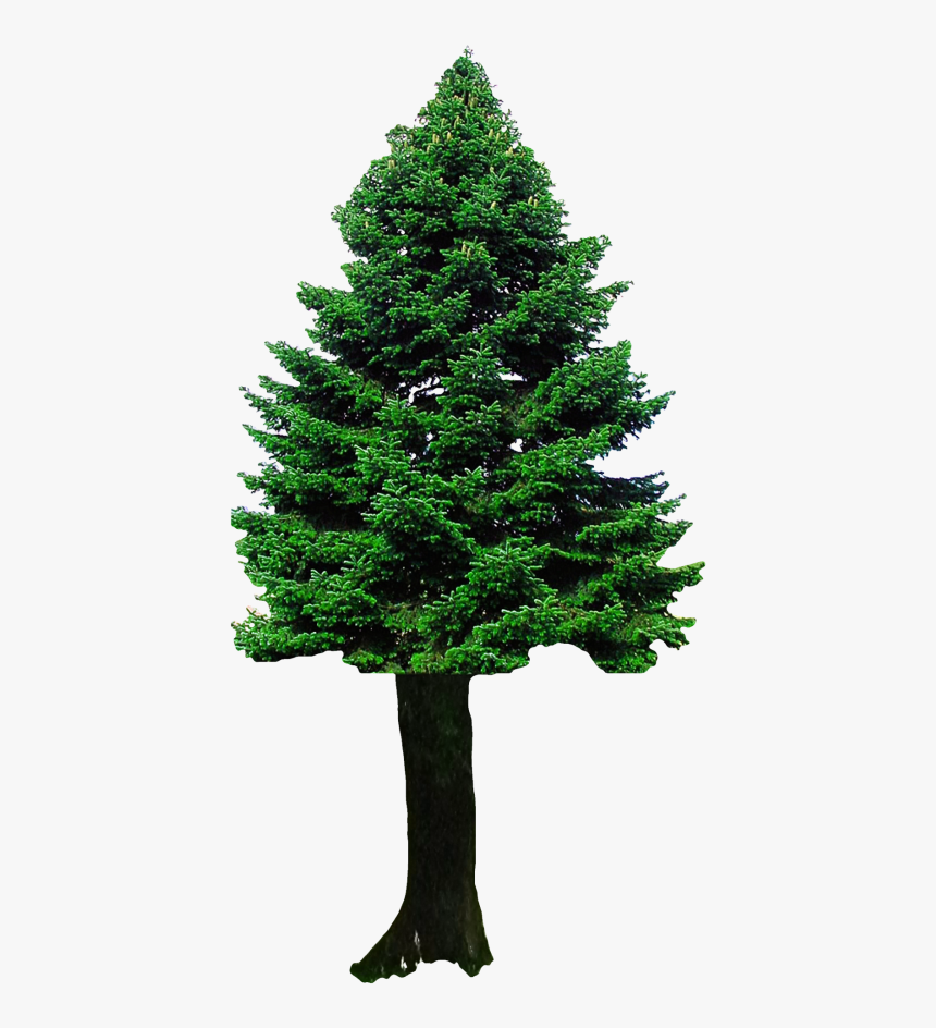 Christmas Tree Png Transparent Image - Png Image Of Tree, Png Download, Free Download