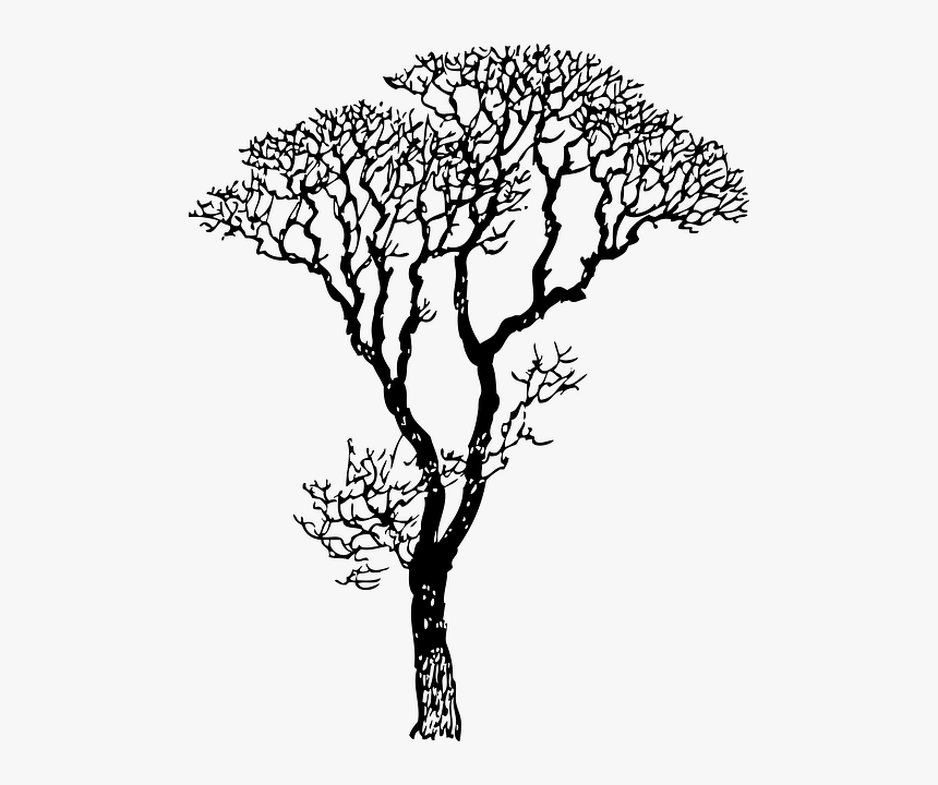 Tree Black And White, HD Png Download, Free Download