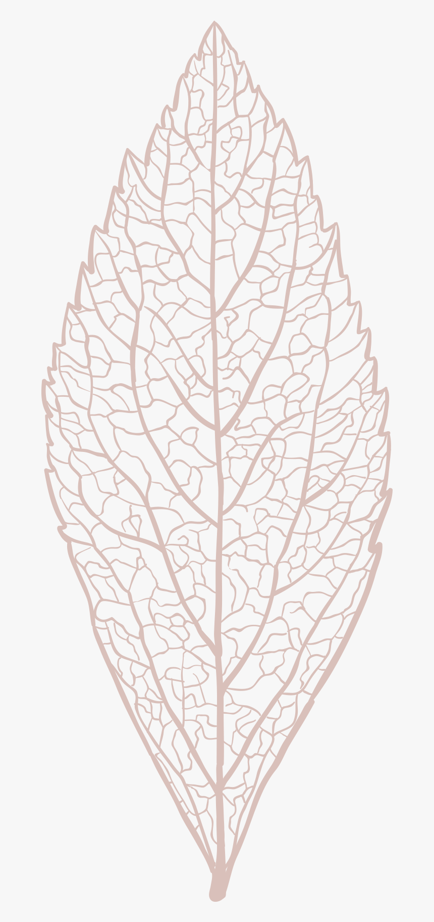 Free Leaf Skeleton Vector Download, HD Png Download, Free Download