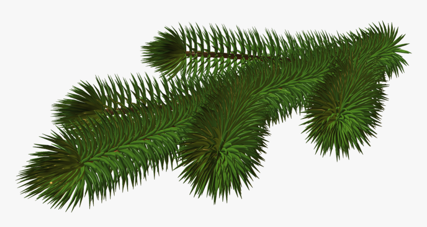 Christmas Tree Branches PNG Transparent Images Free Download, Vector Files