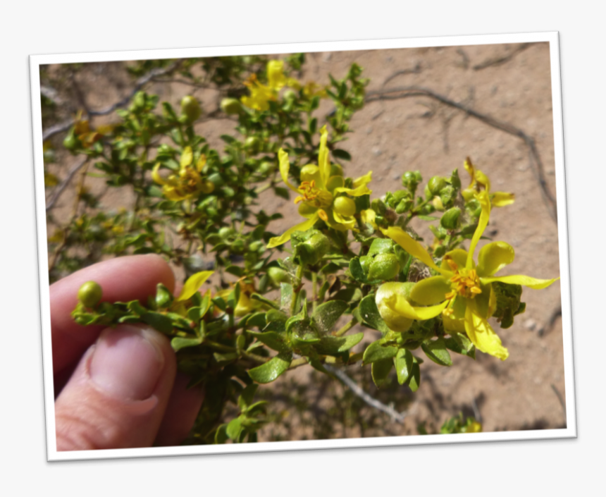 Perforate St John's Wort, HD Png Download, Free Download