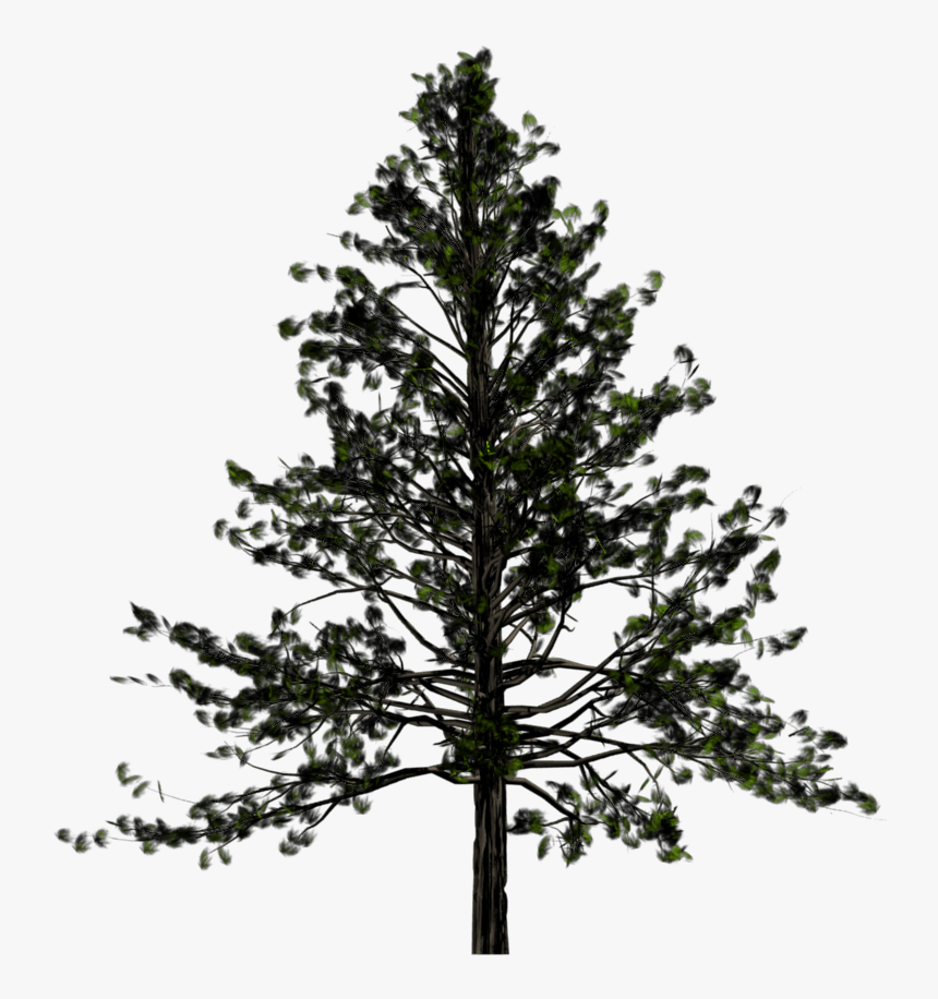 Fir Tree Png, Transparent Png, Free Download