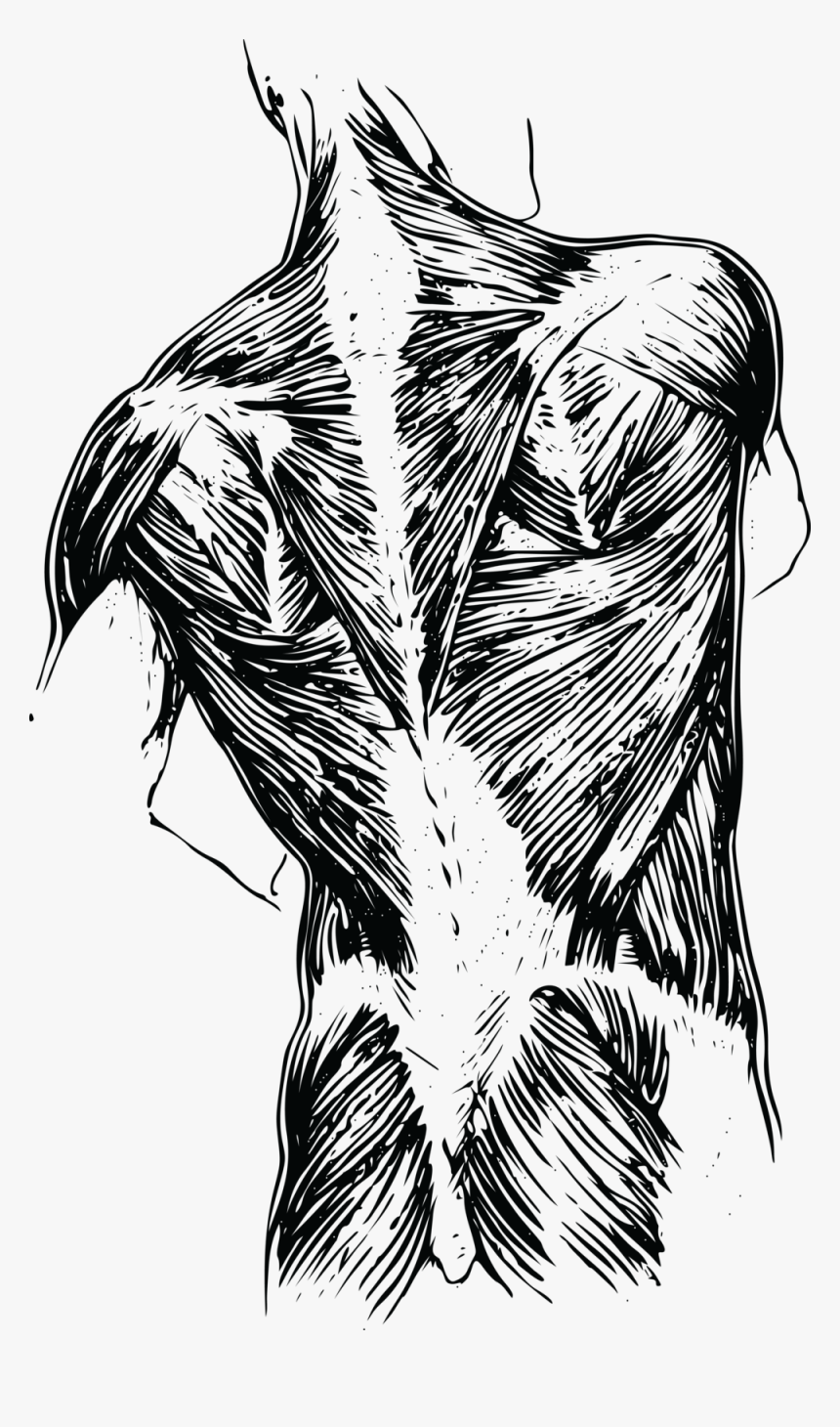 Back1 - Muscle Spasm Drawing, HD Png Download, Free Download