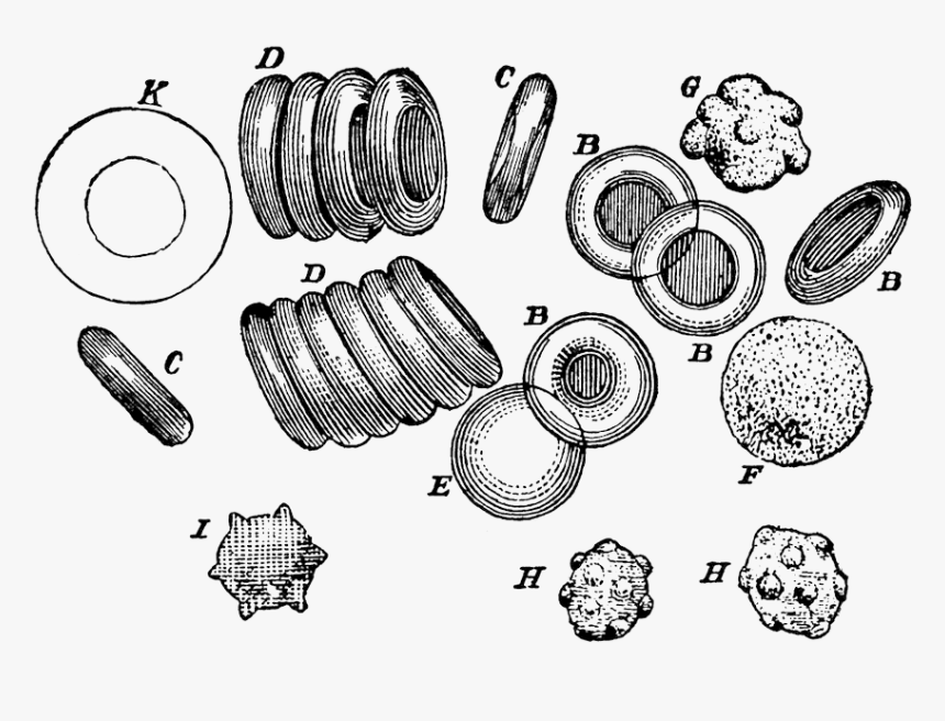 Write Med Test - Blood Cells Vintage, HD Png Download, Free Download