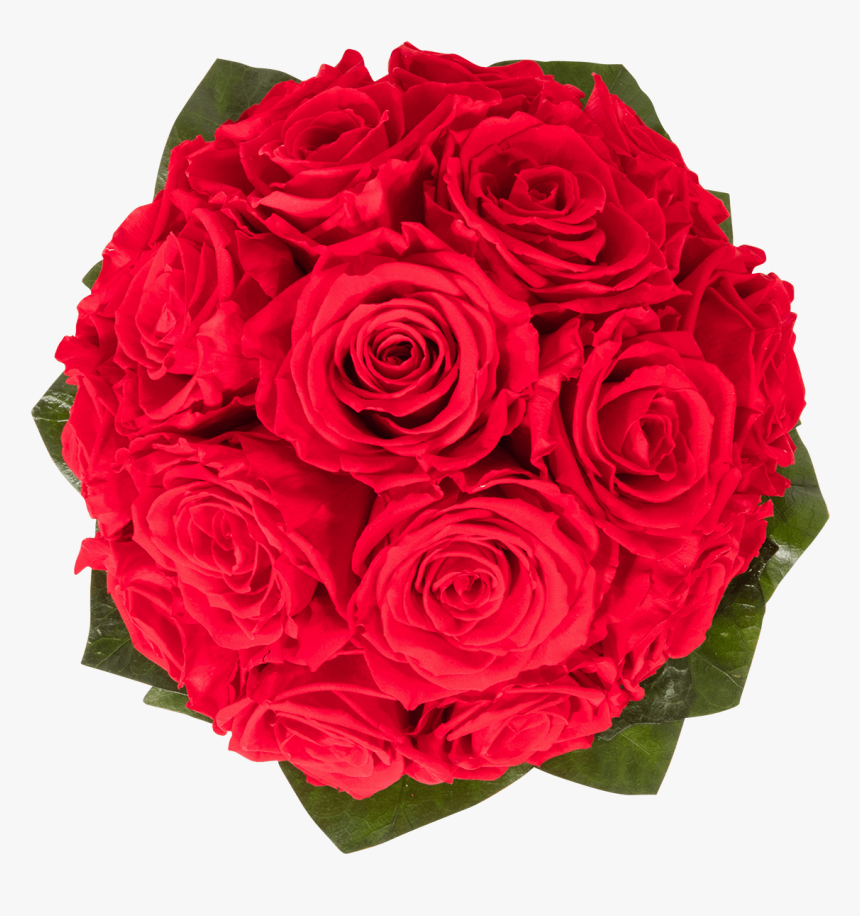 Royal Red - Floribunda, HD Png Download, Free Download