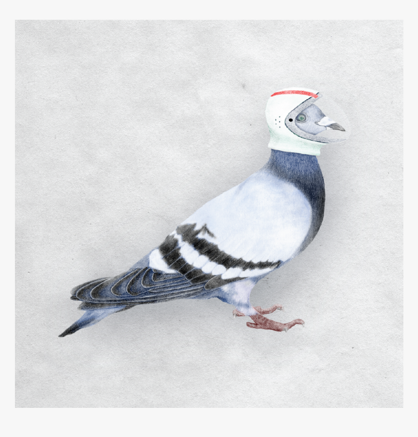 Rock Dove, HD Png Download, Free Download