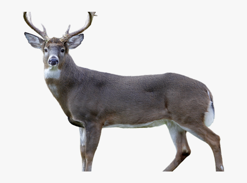 Jpg Deer, HD Png Download, Free Download