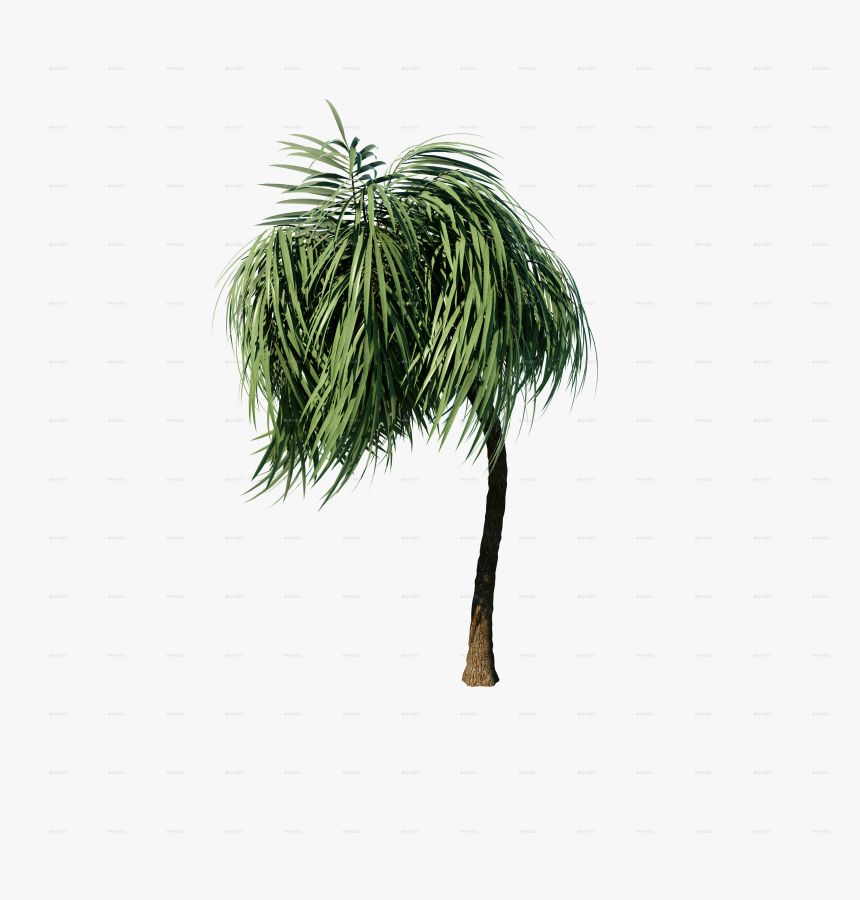 Pond Pine, HD Png Download, Free Download