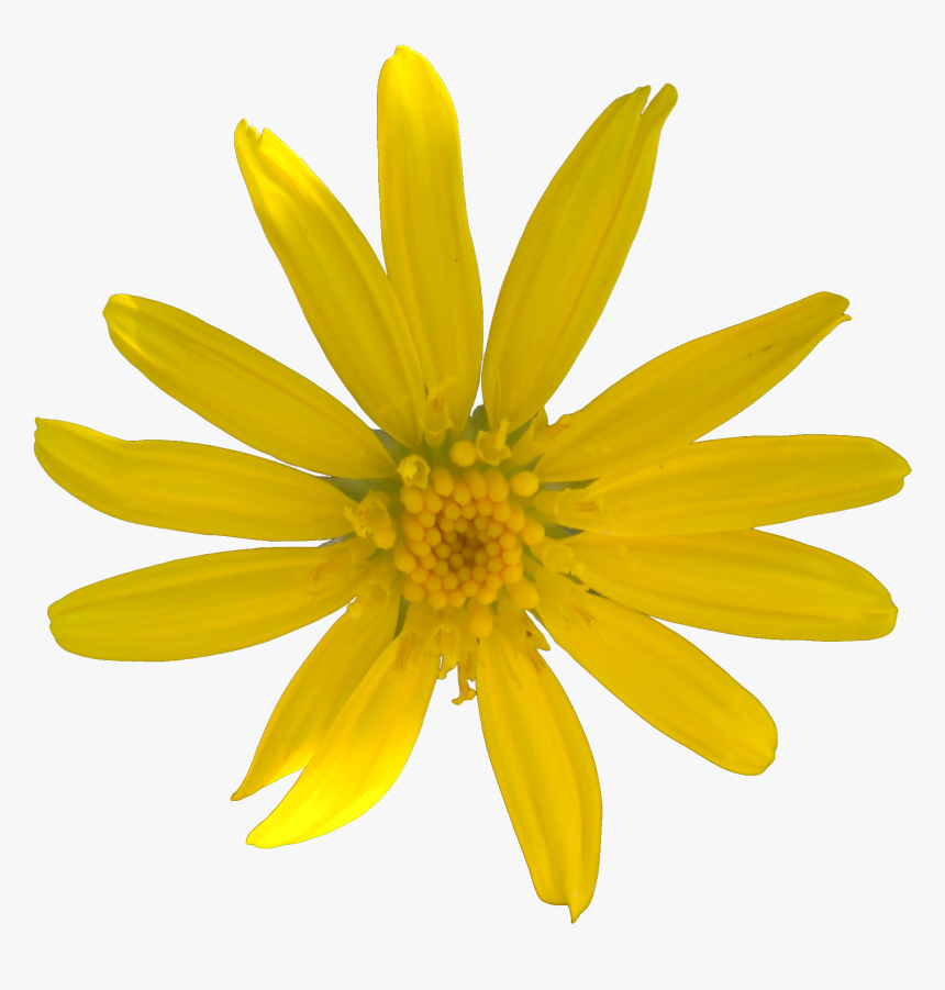 Flowers0021 2 L"
 Title="free Download Flowers0021 - Field Marigold, HD Png Download, Free Download