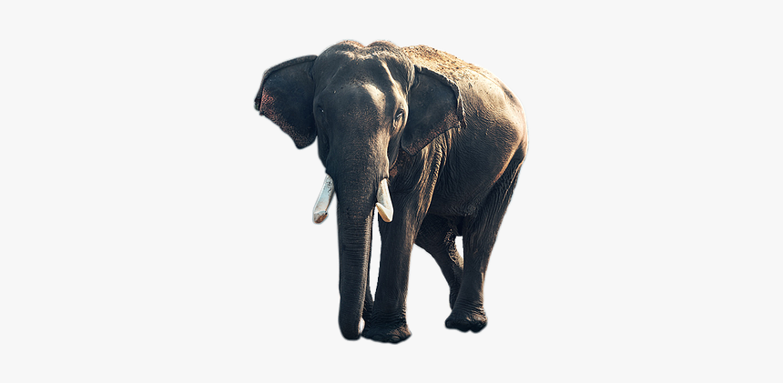 Elephant Animal Png Free Photo - รูป สัตว์ ป่า Png, Transparent Png, Free Download