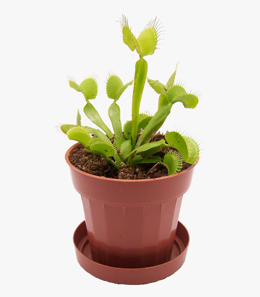 Venus Fly Trap Transparent Background, HD Png Download, Free Download