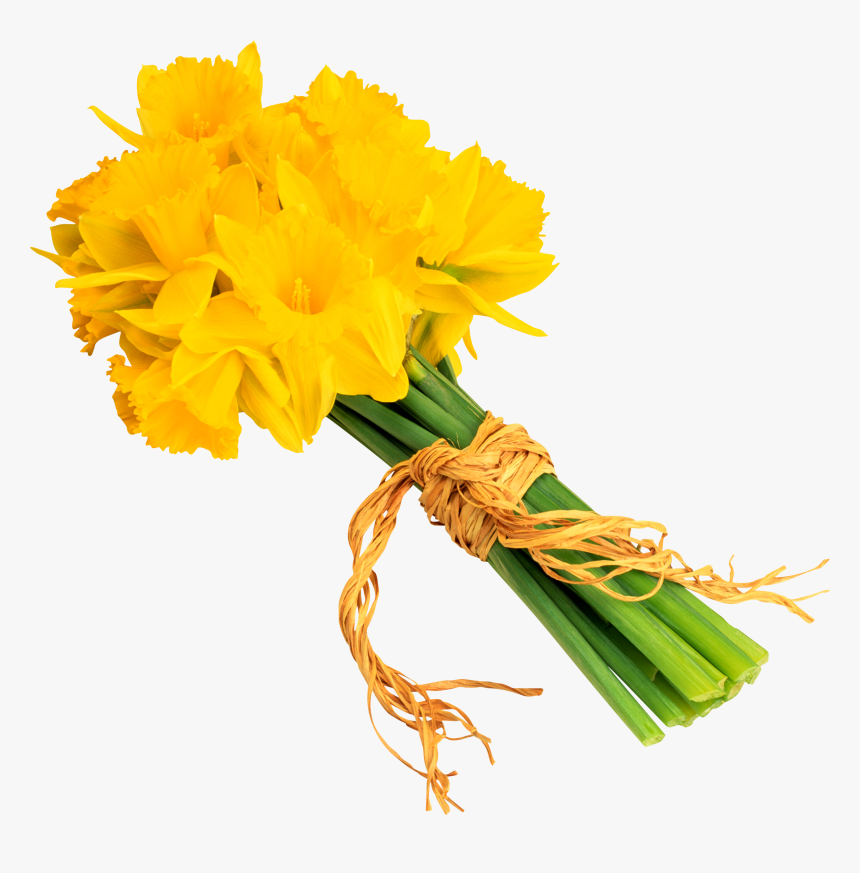 Daffodil, HD Png Download, Free Download