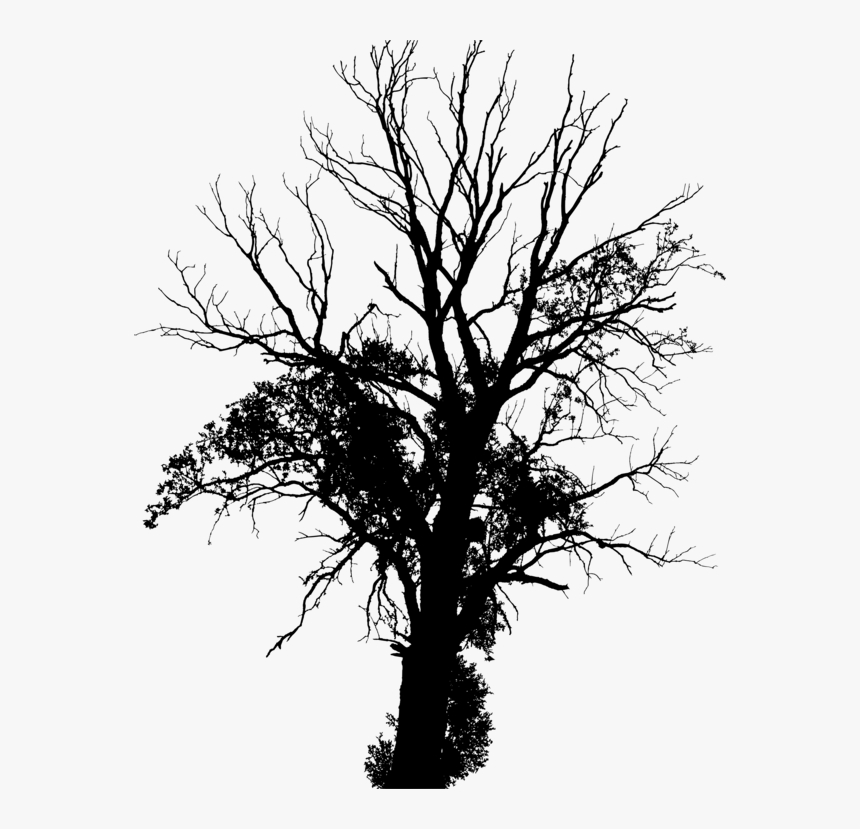 American Larch,pine Family,plant - Creepy Tree Silhouette Transparent, HD Png Download, Free Download