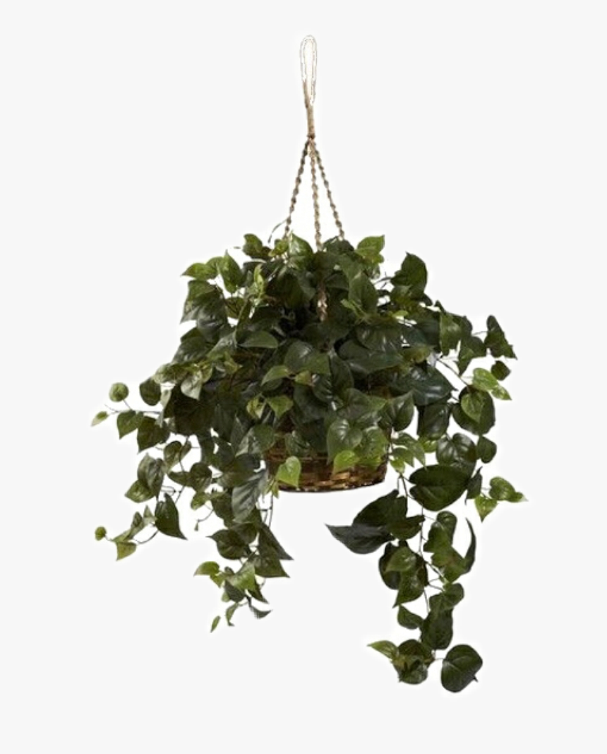 Transparent Green Plant Png - Transparent Hanging Plants Png, Png Download, Free Download