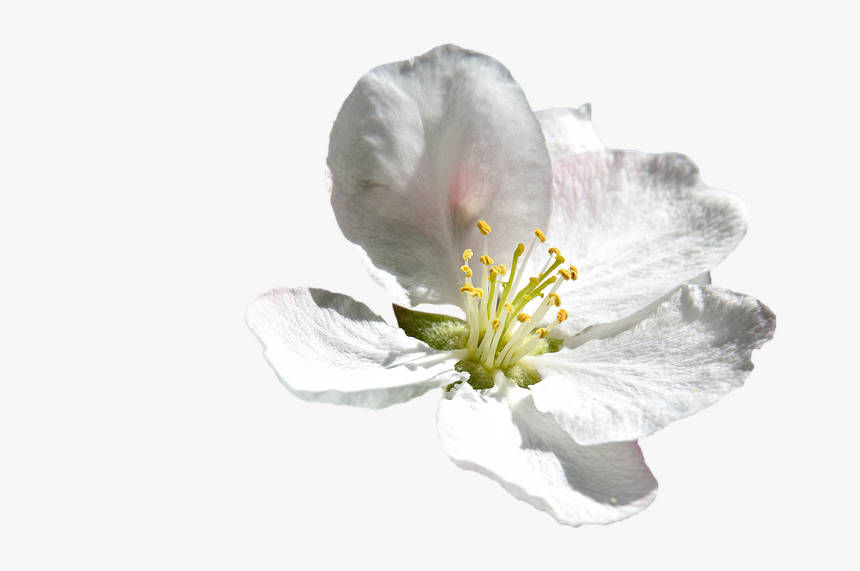 Thumb Image - Flor Branca Png, Transparent Png, Free Download