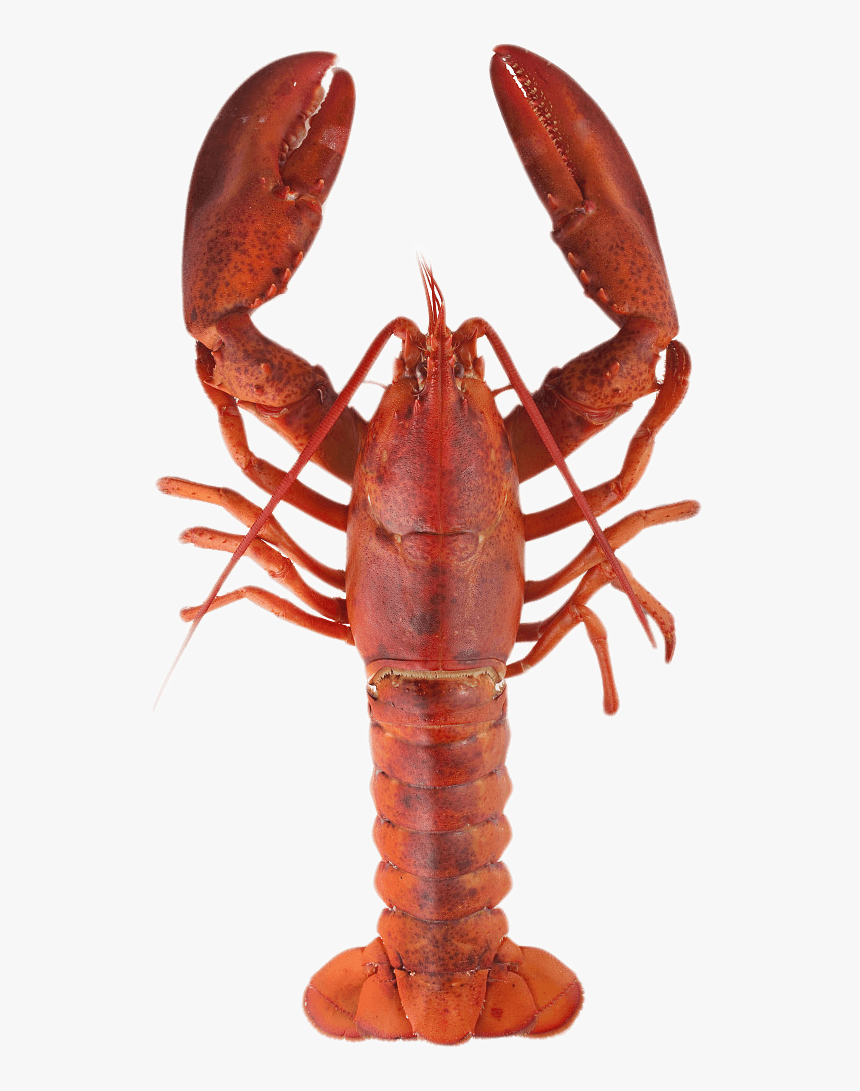 Lobster Top - Lobster Meaning In Urdu, HD Png Download, Free Download