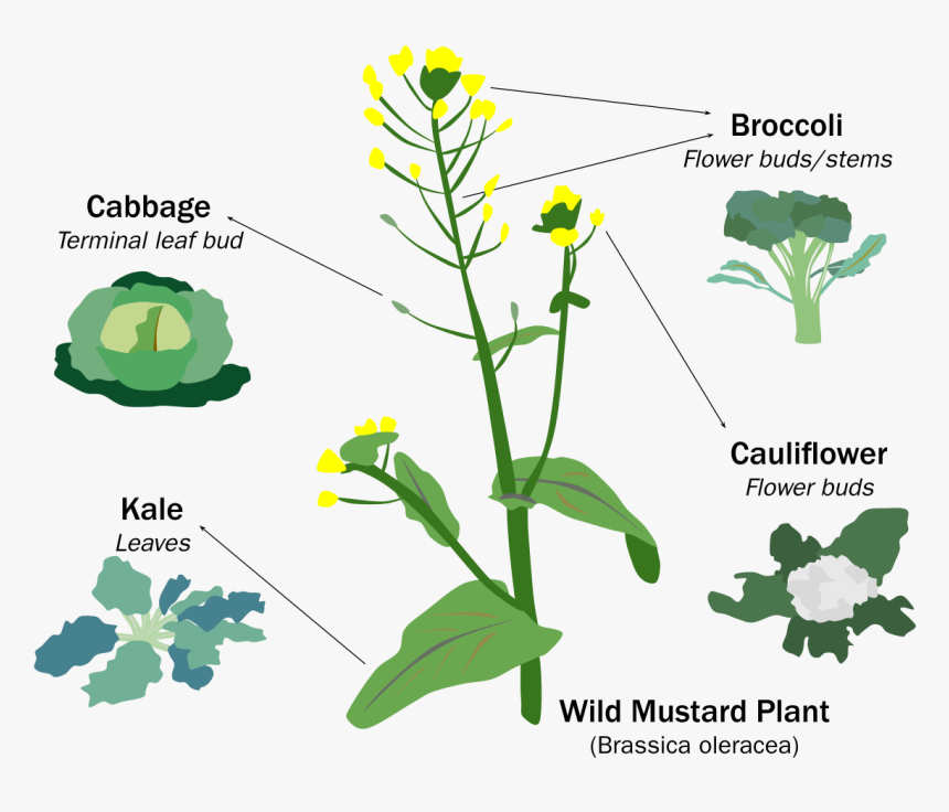 Evolution Of Domesticated Crop, HD Png Download, Free Download