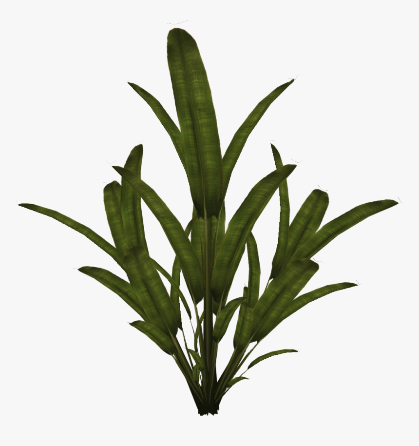 Preview - Plants Palm Png, Transparent Png, Free Download