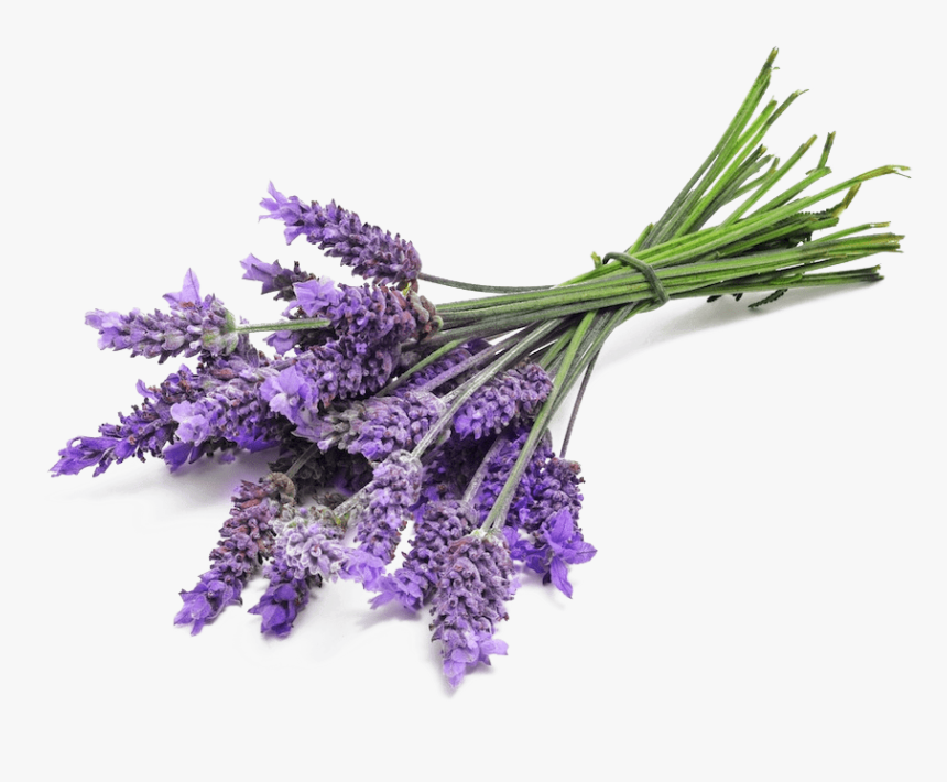 Lavender Bunch Close Up - Lavender Flower, HD Png Download, Free Download