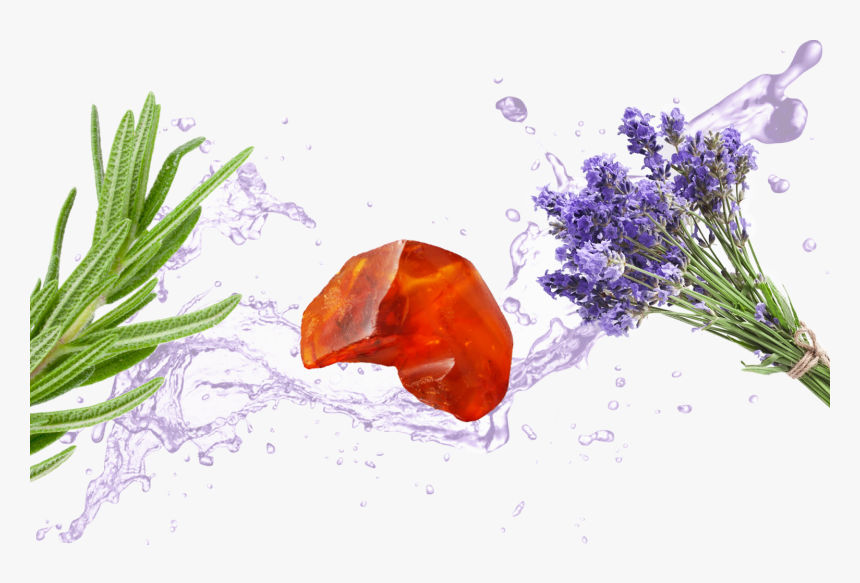 English Lavender, HD Png Download, Free Download