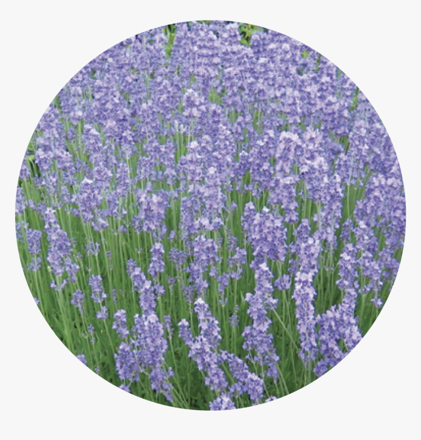 English Lavender, HD Png Download, Free Download