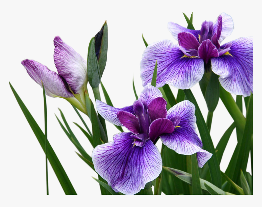 Transparent Purple Iris Png - Ирис Цветок Пнг, Png Download, Free Download