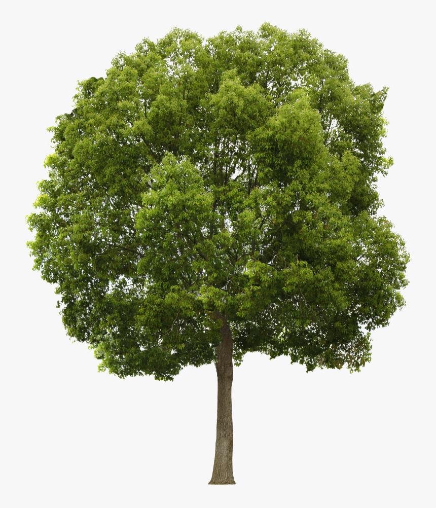 Tree Png, Transparent Png, Free Download