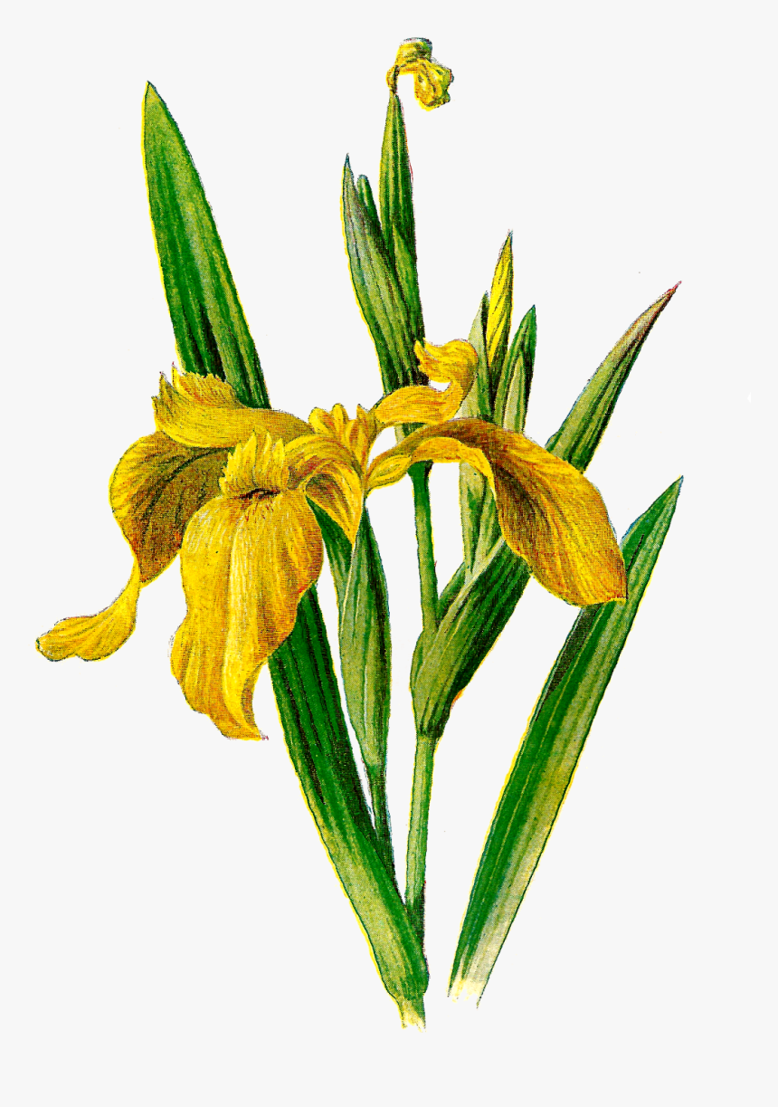 Transparent Purple Iris Png - Yellow Flag Iris Clipart, Png Download, Free Download