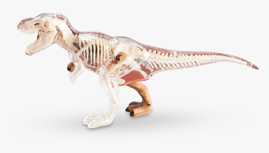 4d Vision T-rex Anatomy Model - 4d T Rex Anatomy, HD Png Download, Free Download