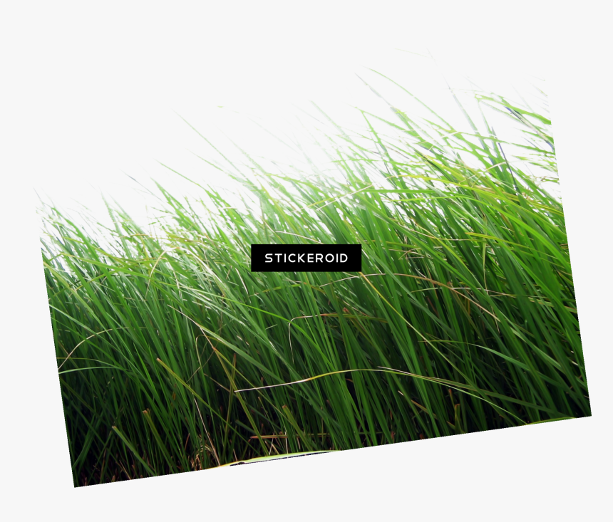 Editing Grass Background Hd, HD Png Download, Free Download