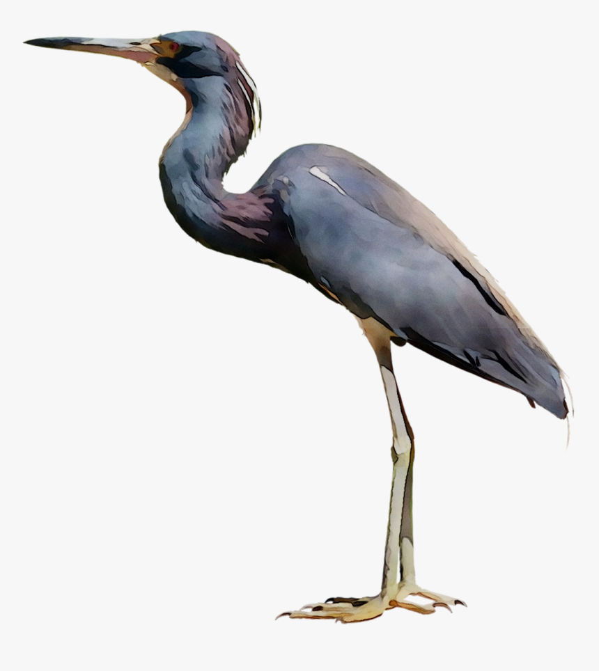 Little Blue Heron Bird Crane Egret - Great Blue Heron Png, Transparent Png, Free Download