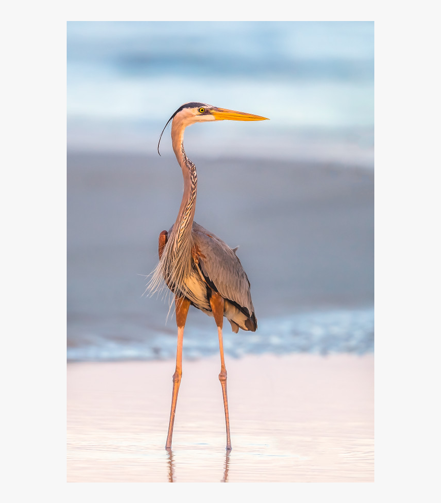 Water Bird, HD Png Download, Free Download