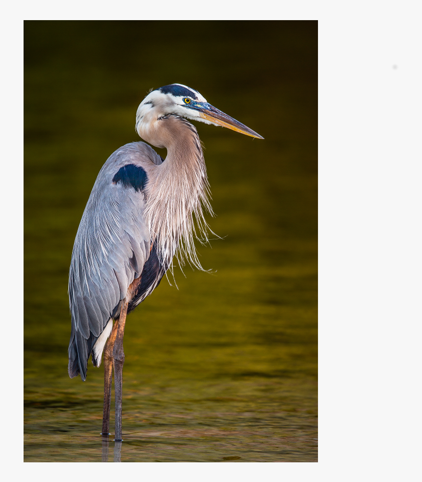 Transparent Great Blue Heron Clipart - Great Blue Heron, HD Png Download, Free Download