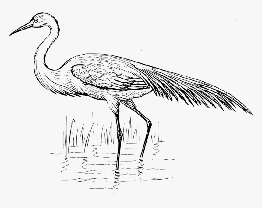 Line - Blue Crane Black And White, HD Png Download, Free Download