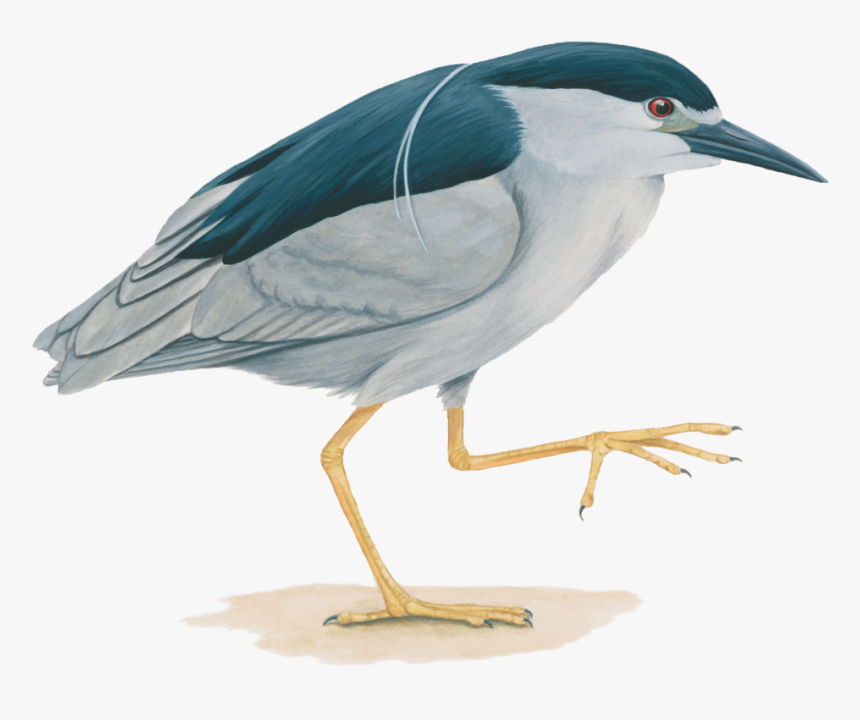 Black-crowned Night Heron - Black Crowned Night Heron Png, Transparent Png, Free Download