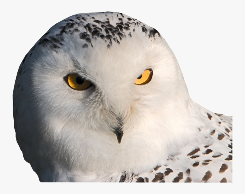 Snowy Owl Facebook Cover - White Owl, HD Png Download, Free Download