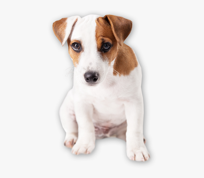 Puppy-cutout - Hunde Für Alte Menschen, HD Png Download, Free Download